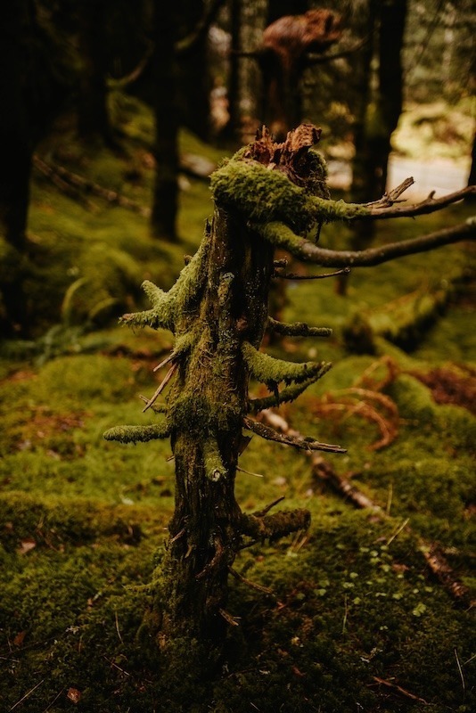 viking wedding forest